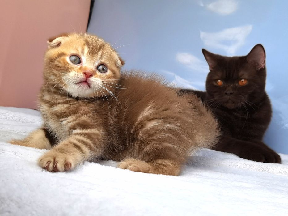 Рудий висловухий котик з документами клубу