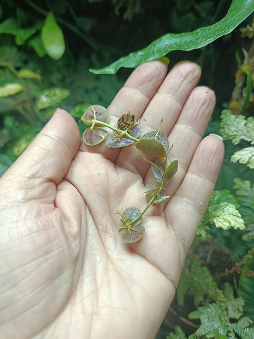 Дисхідія Dischidia cochleata