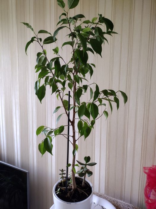 Фикусы Бенджамина