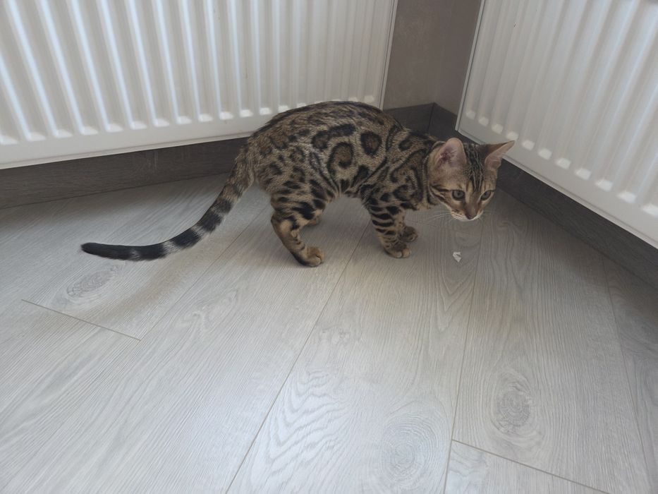 Бенгал хлопчик bengal
