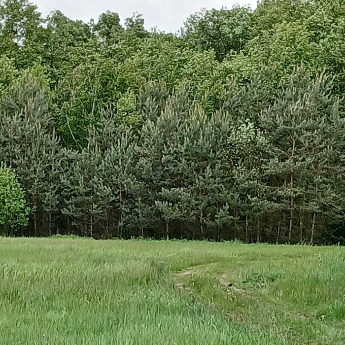 Sprzedam działkę