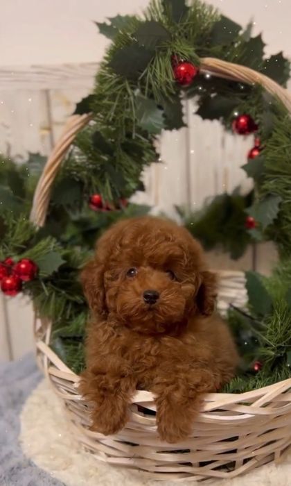 Хлопець той пудель,