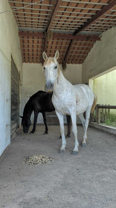 CERCAL Vendo Cavalo PSL Dressage + Égua + Zaldi Dressage