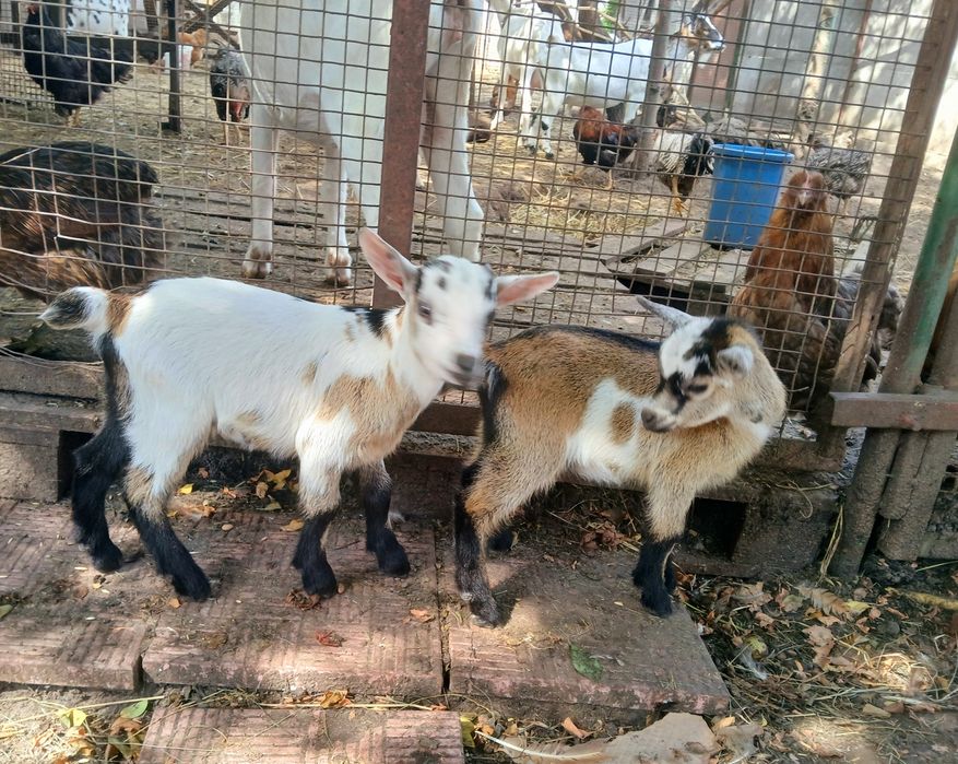 Козлята камерунские 31.07.25