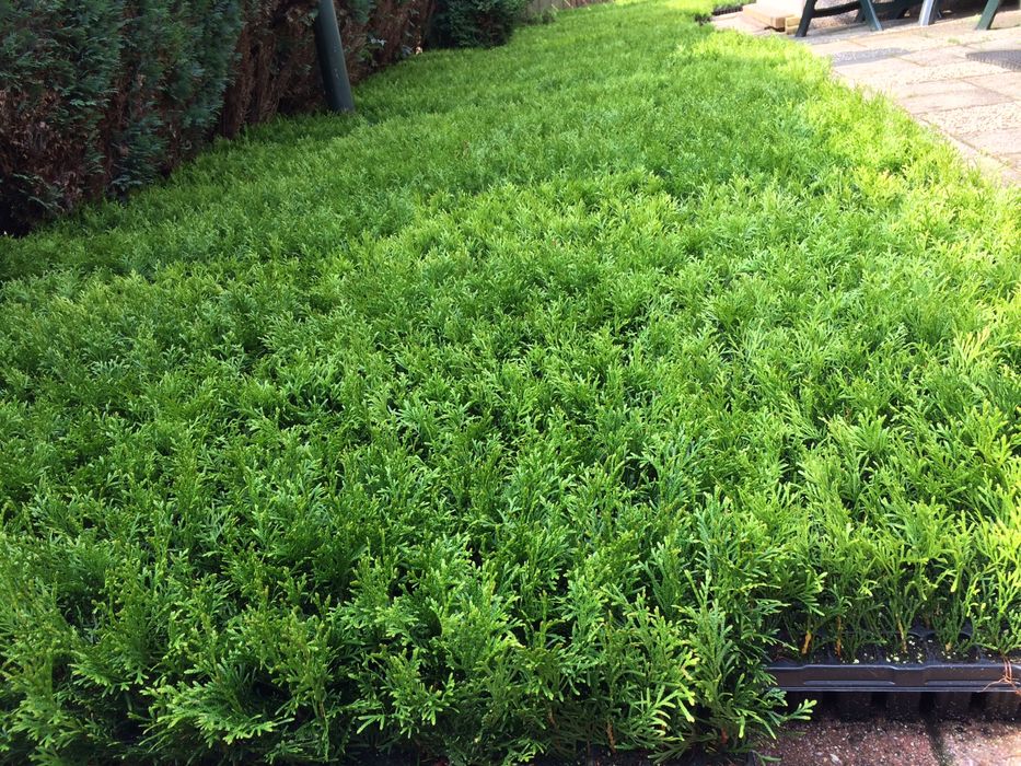 Sadzonki szmaragd multiplat holandia WIOSNA 2026