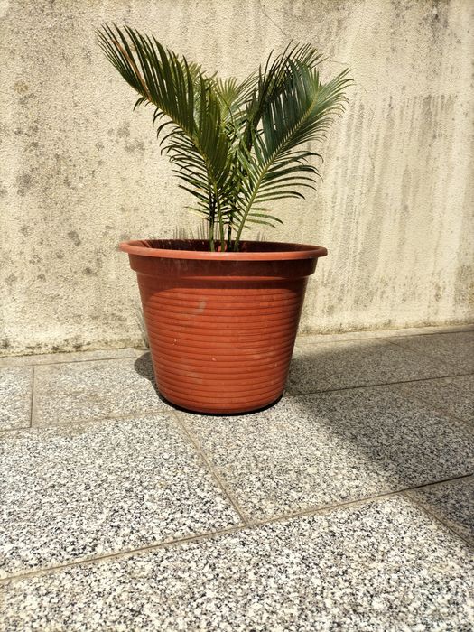 Palmeira para jardim