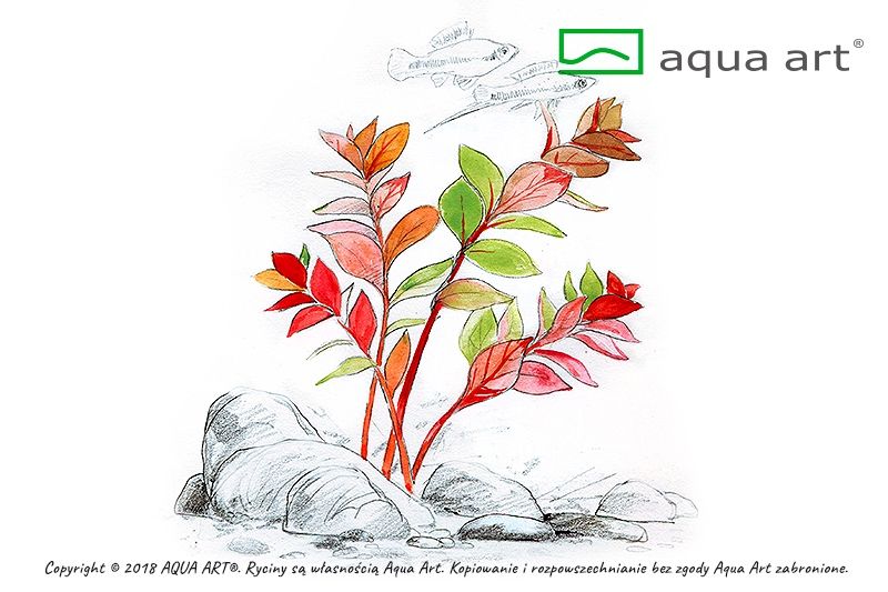 Ludwigia sp. Super Mini Red invitro MASSON