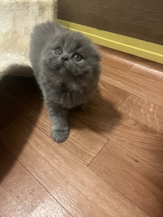 Scottish fold com alta qualidade de raça