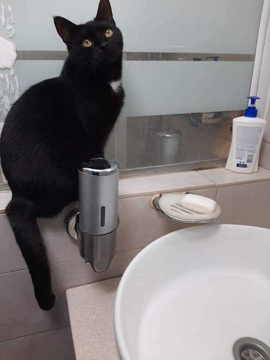 Молоденькі та мініатюрні чорняві красуні) Бонус - мають паспорт тощо!