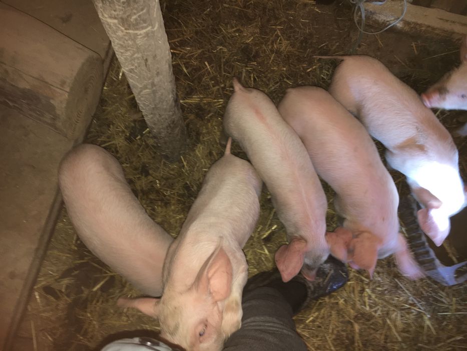 Продам поросят м‘ясного напрямку