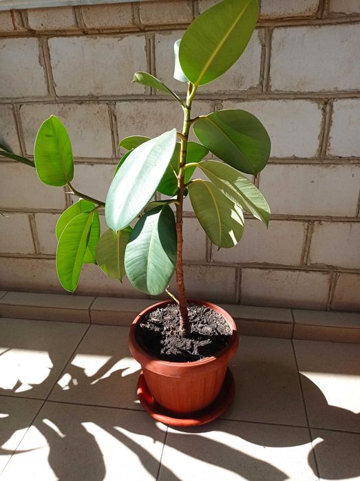 Фікус Робуста (каучуконосний), різні розміри