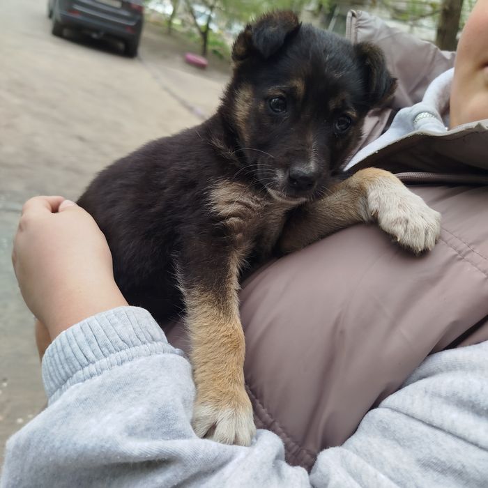 Цуценя безкоштовно