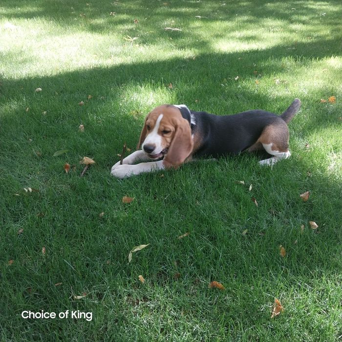 Цуценя бігля.Розплідник КСУ/FCI