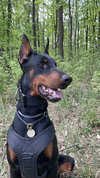 Доберман. Вязка.