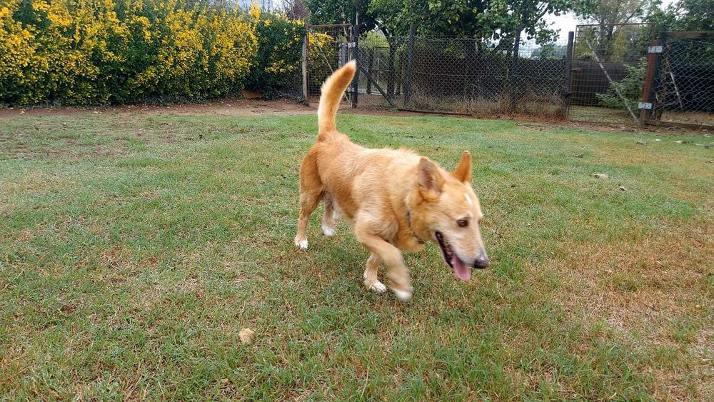 Deco para adoção responsável