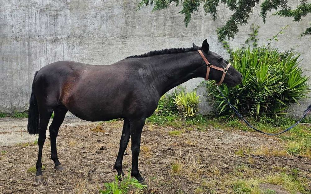 Egua Lusitana Preta