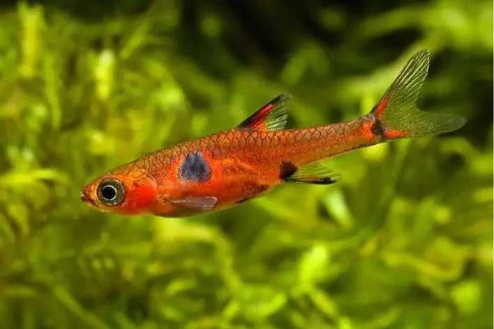 Boraras Maculata