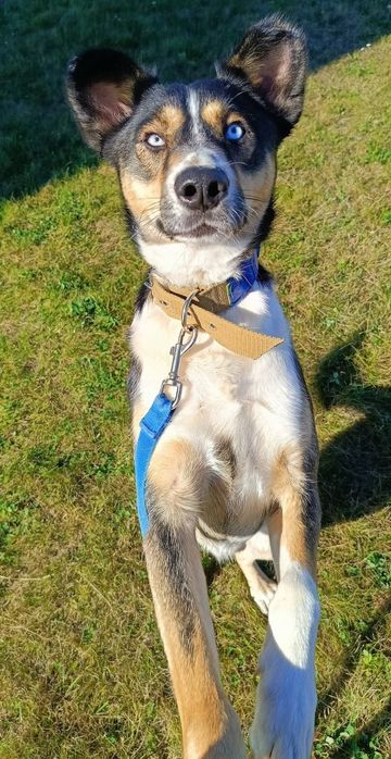 Młodziutki Vito do adopcji!