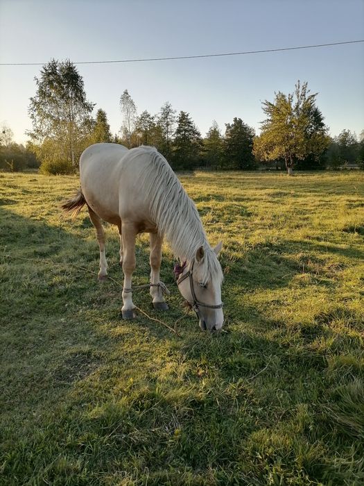 Продається жеребець