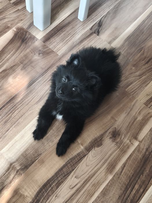 Szpic miniaturowy pomeranian