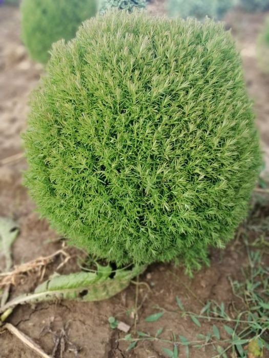 Туя колоновидна, туя смарагд, туя для живоплоту, можжевельники.