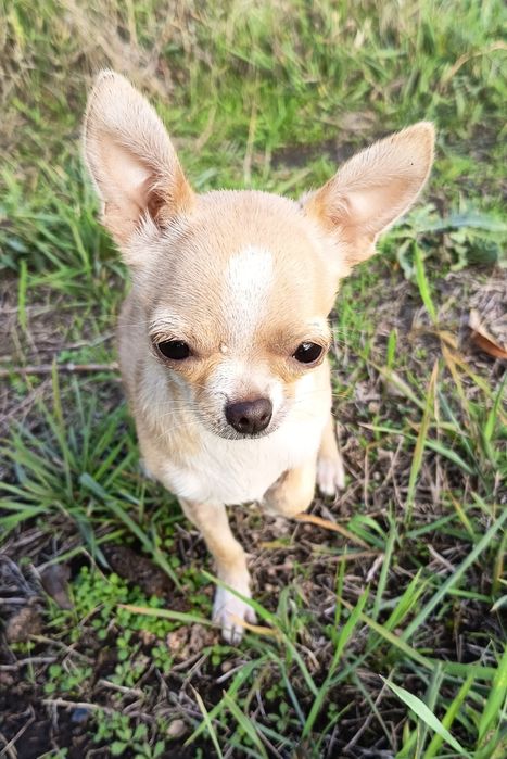 Маленькая охрана