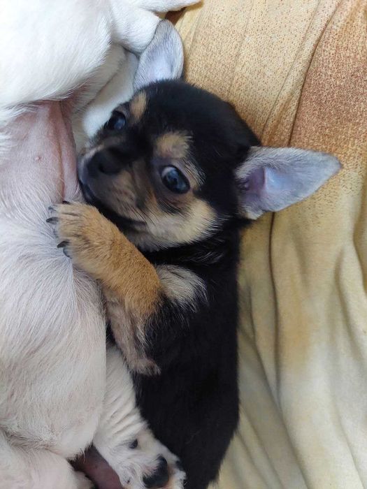 Цуценя ЧИХУАХУА хлопчик