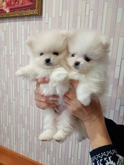 Мишки мальчики шпиц.