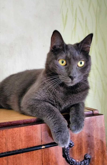 Сільва — киця з плюшевою шубкою, 1рік  // кішка кіт кошеня