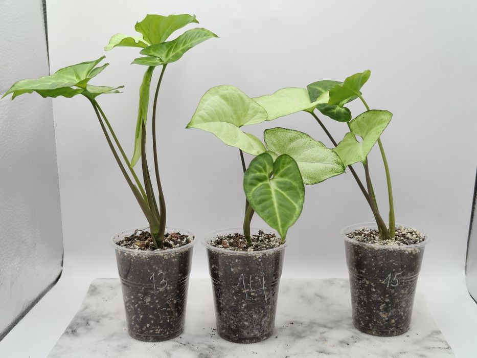 Продам сортові сингоніуми