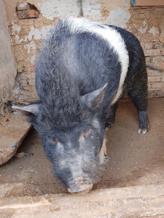 Продам робочого кнура  корейський