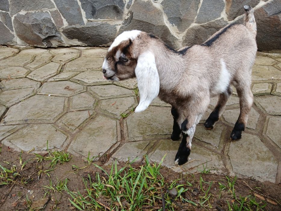 Продаеться нубійська козочка.