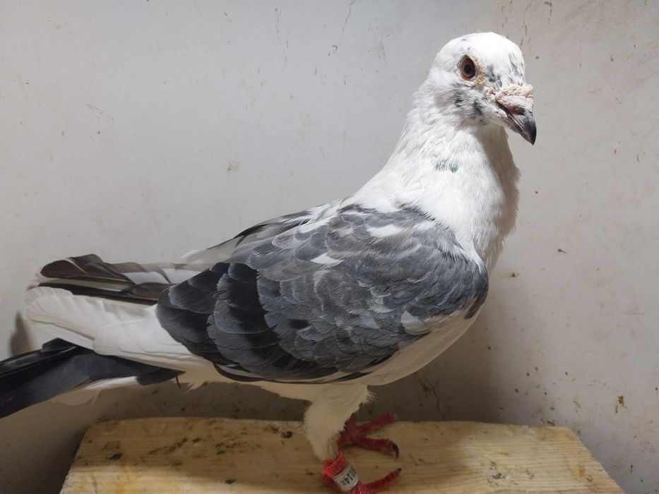 Gołębie pocztowe- Rzadka maśc! Samiec DV 2020 czip tel okaz