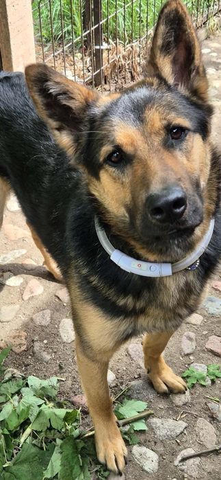 Do odpowiedzialnej adopcji piękny chłopczyk