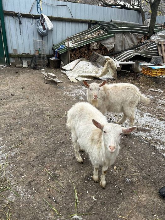 Продаю молодих кіз