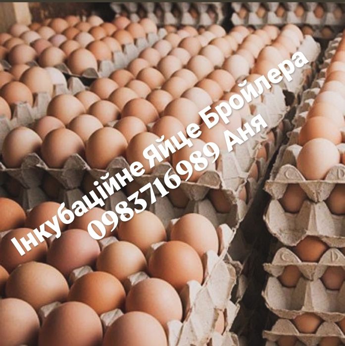 Продаж Інкубаційних Яєць