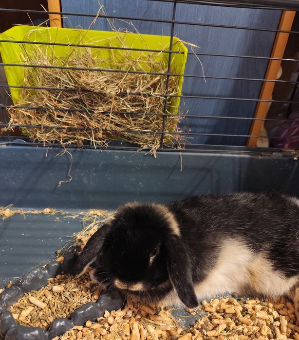 Królik z klatka w pełni wyposażona