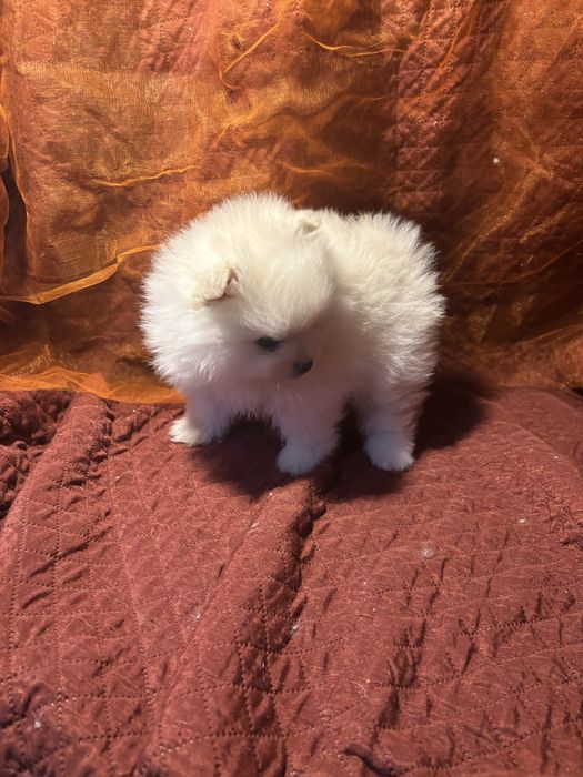 Spitz anão femea