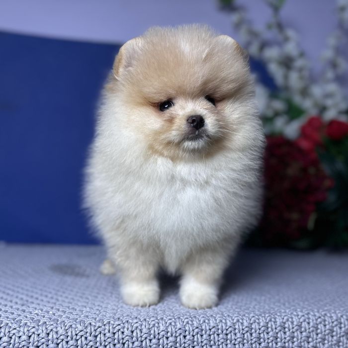 ляльковий Ведмедик шоу классу