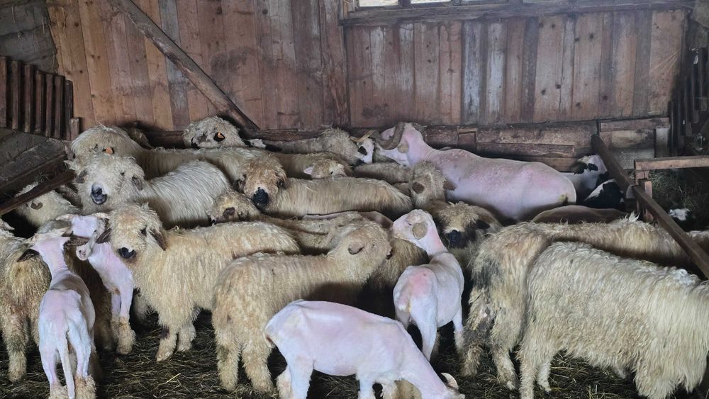 Strzyżenie owiec I baranów