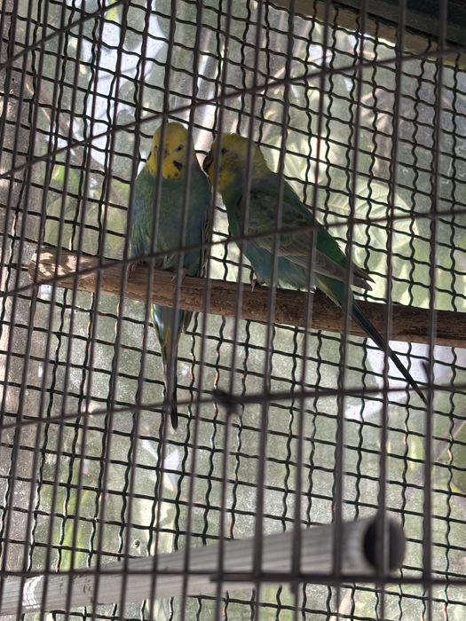 Cedo casal de periquitos arco ires anilhados de 2024