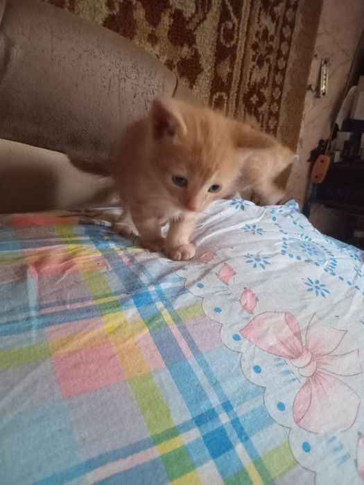 Продам котят рижі білі
