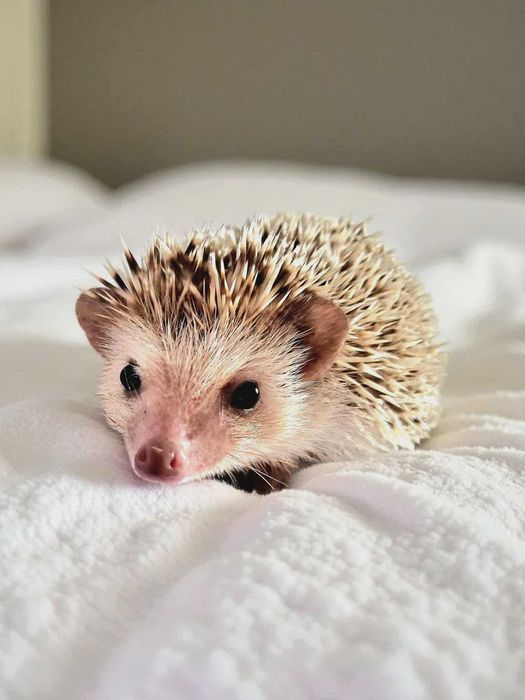 Jeż Jeżyk Pigmejski - maluszki gotowe na zmiane domu