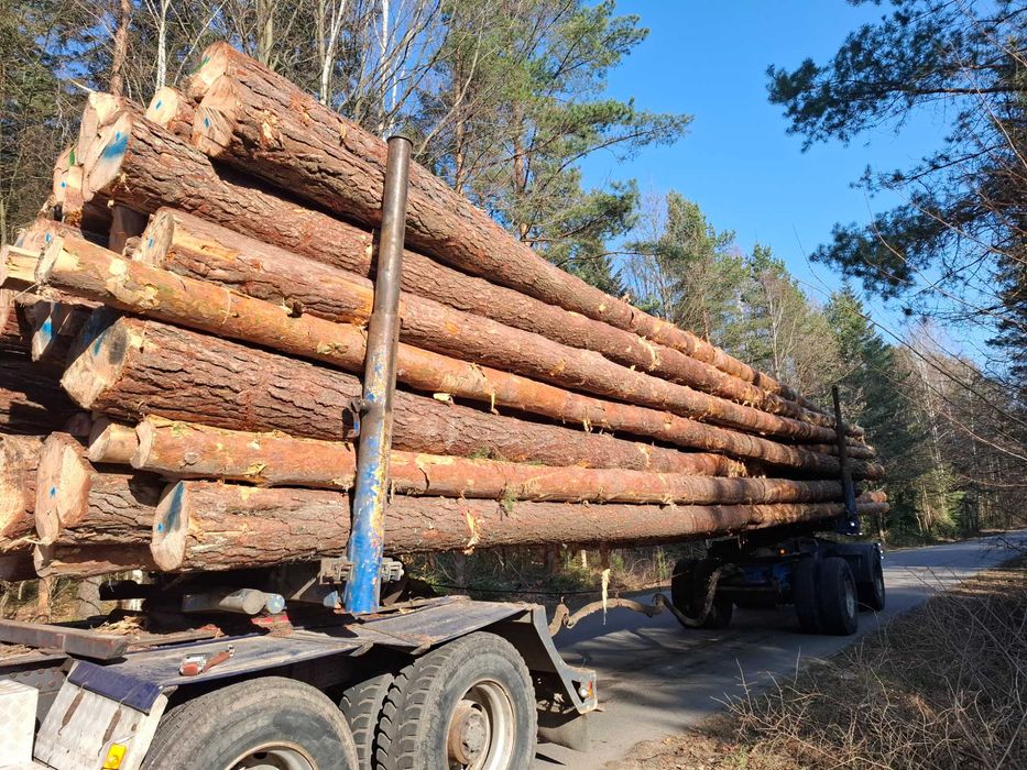 Skup  lasów  na pniu/drewna!!, czyszczenie działek
