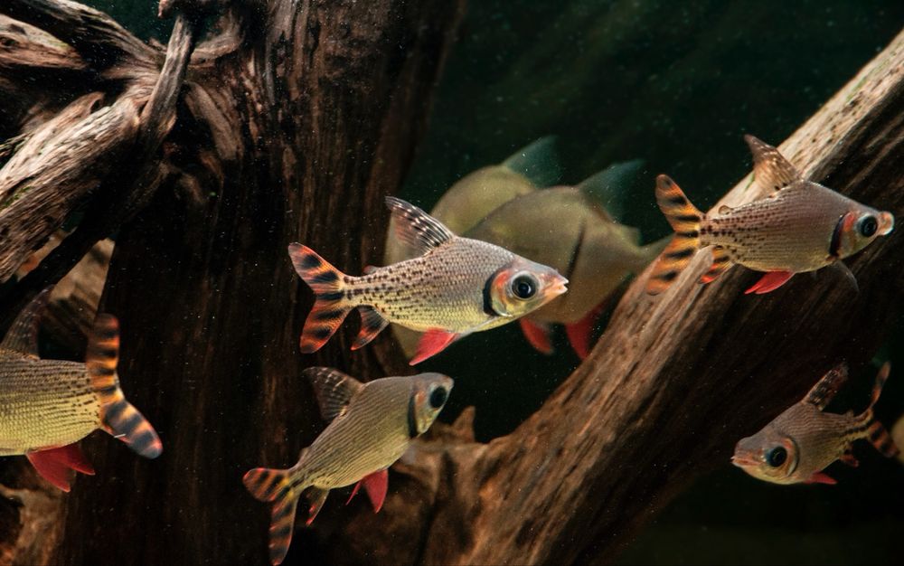 Leszczanka nakrapiana flagtail