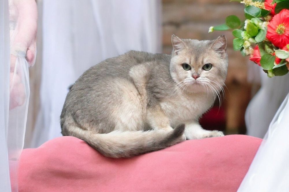 Чудесные высокопородные кошки и коты