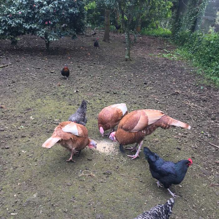 Trio Perus Red Bourbon