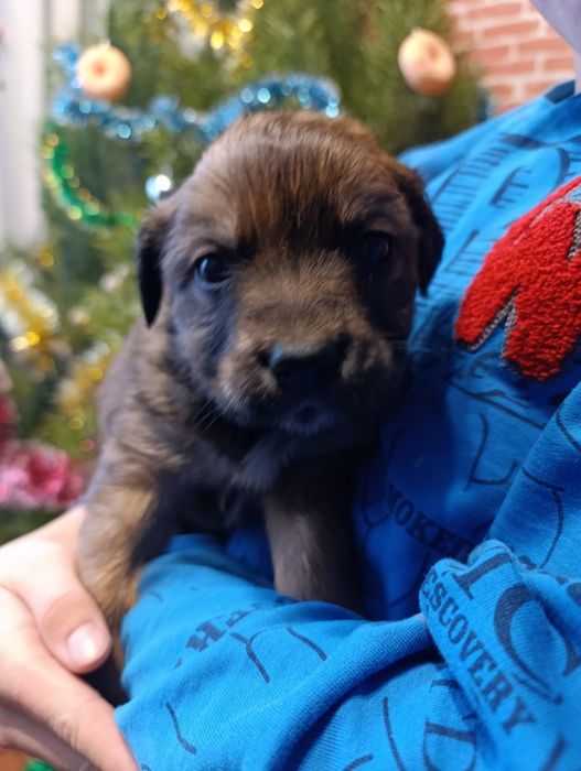 Віддам в добрі руки