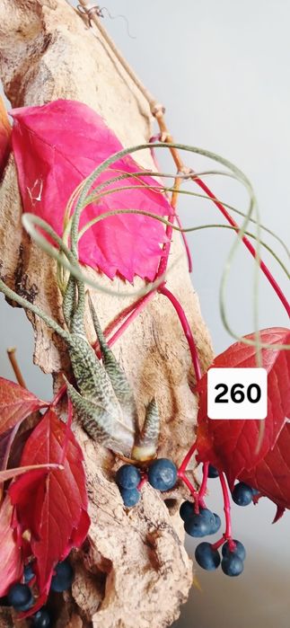 Tillandsia  тилландсия