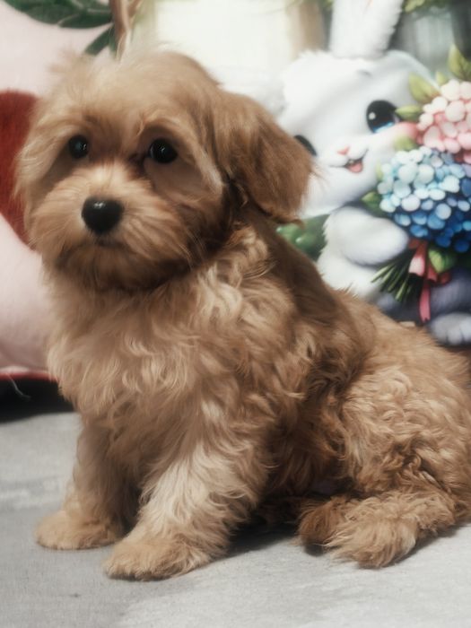 Śliczny piesek Maltipoo